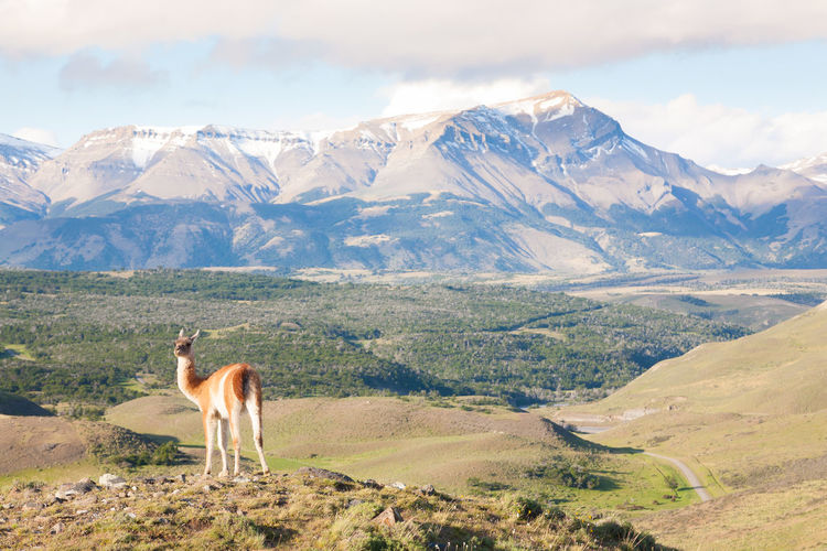 Guanaco from torres del paine national park, chile. chilean patagonia landscape