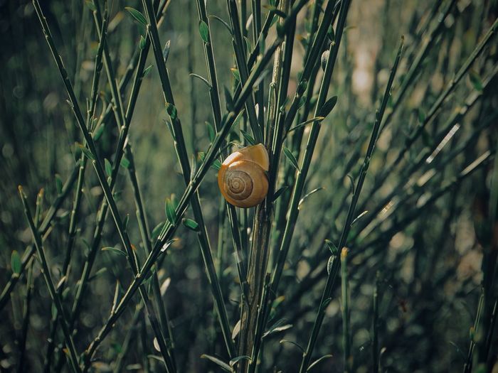 Close-up of snail on grass