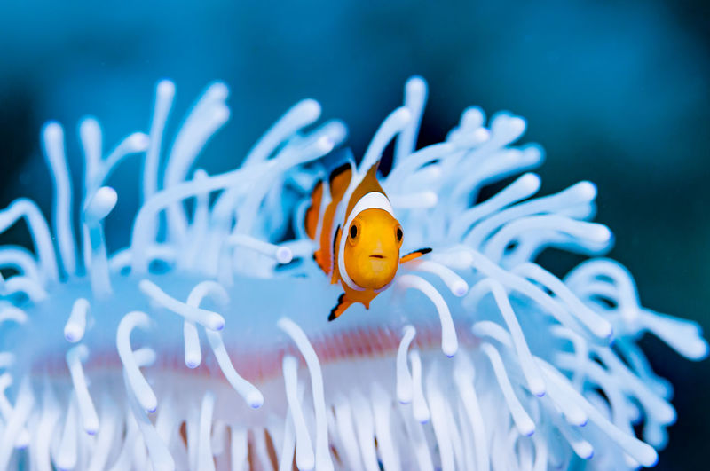 Close-up of anemonefish in underwater