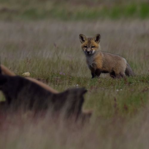 Baby foxes at american camp on san juan island
