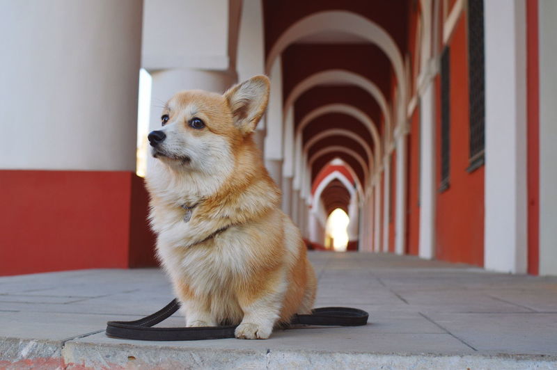Dog looking away while sitting on red floor