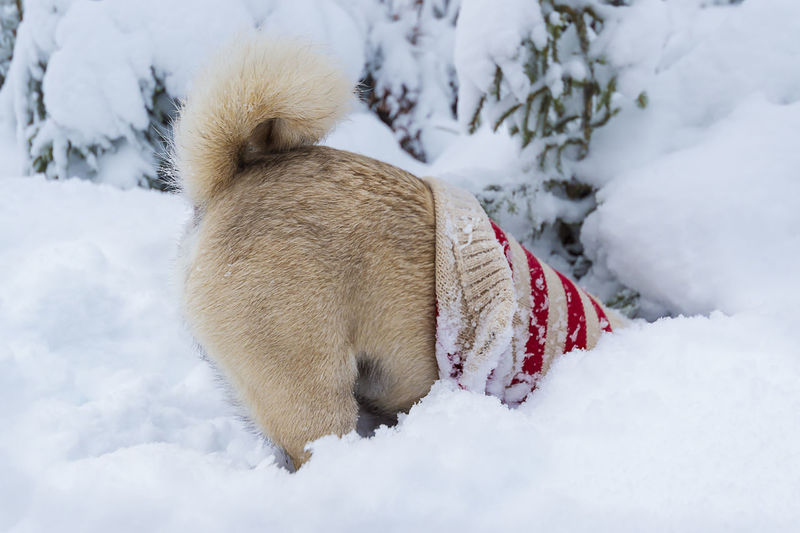 Dog pug with pullover digs headlong in the deep snow