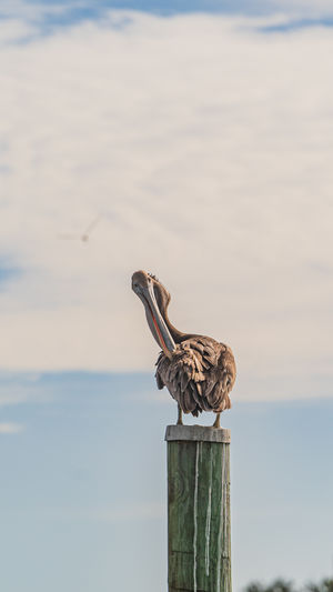 Bird perching on wooden post