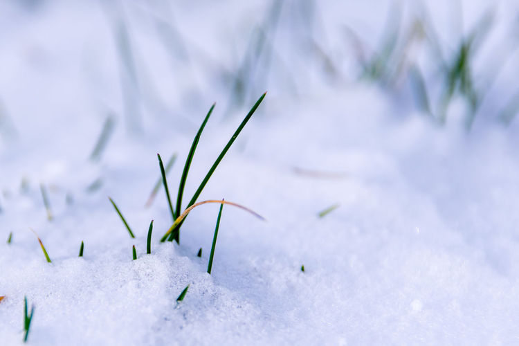 Close-up of grass on snow covered field