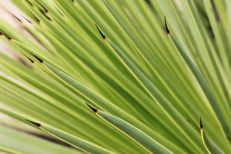 Agave stricta long thin leaves ,selective focus ,green color shading ,abstract effect