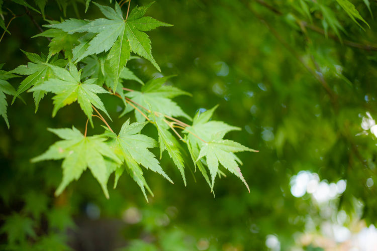 Close-up of wet maple leaves on tree