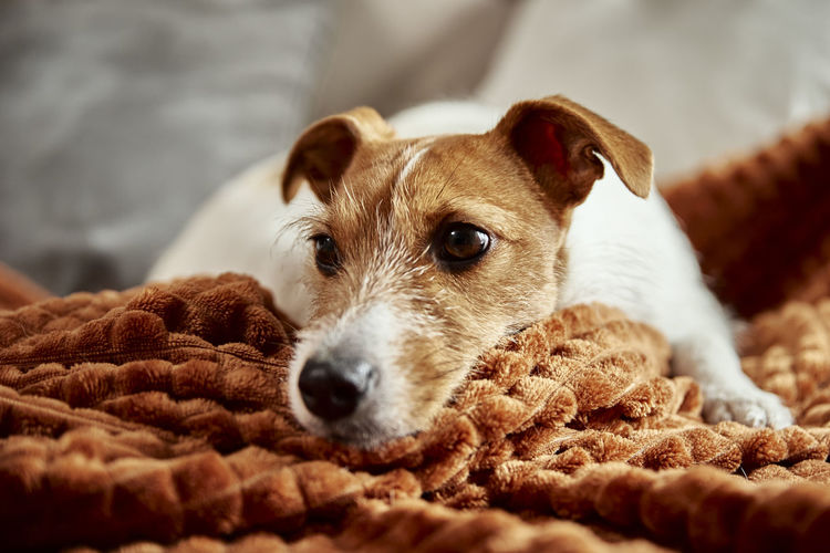 Dog lazing on couch