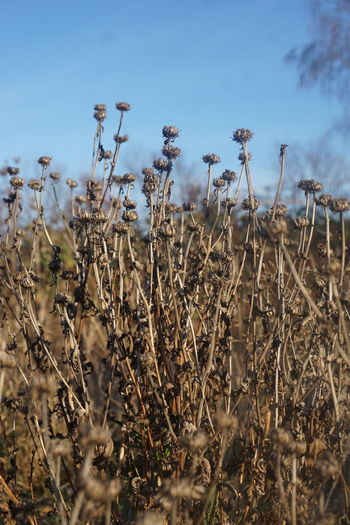 Close-up of dry plants on field against sky