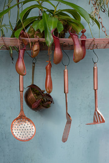 Various fruits hanging on table against wall