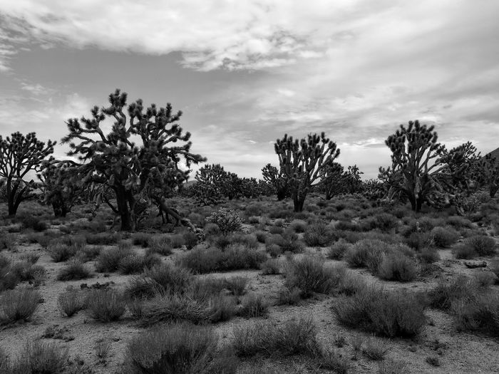 Trees on landscape against sky