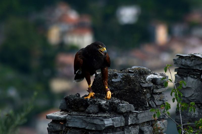 Harris hawk on vezio castle ruins
