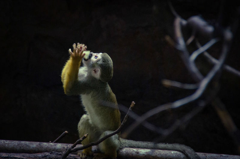 Squirrel monkey at zoo