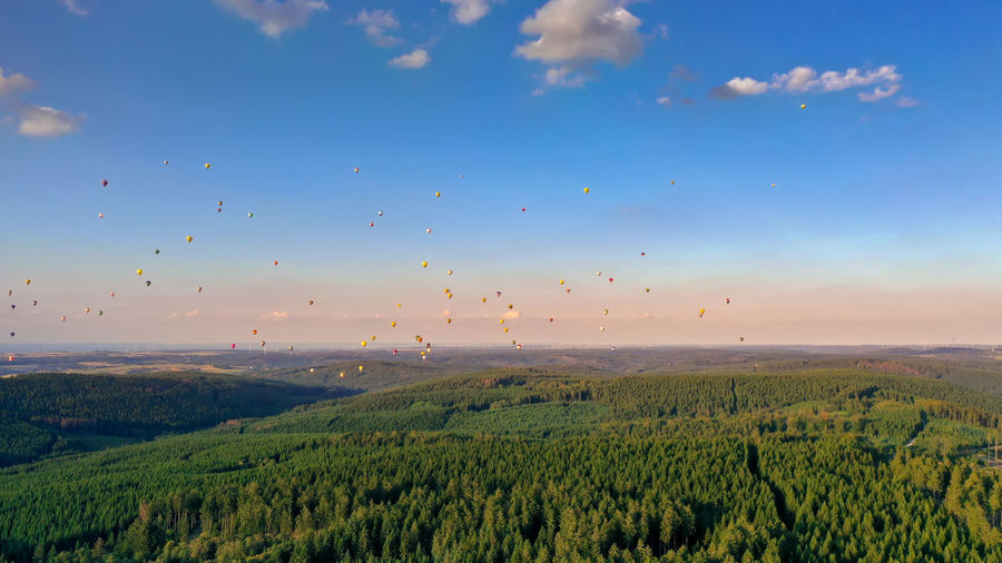 Colorful hot air balloons in different shapes fly over the forest. it is a coniferous forest 