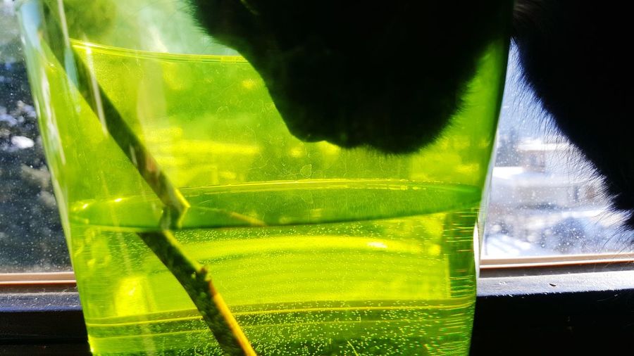 Close-up of green drinking glass against window