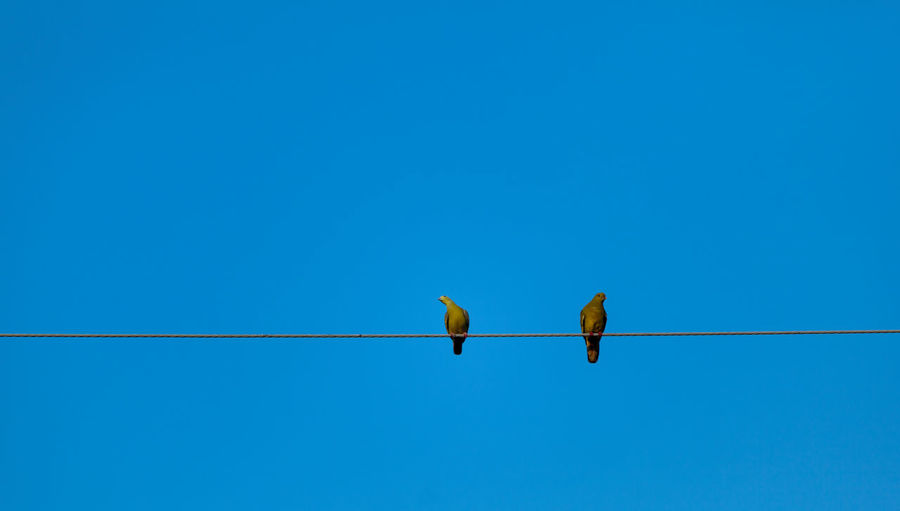 Several birds stand in a blue background.