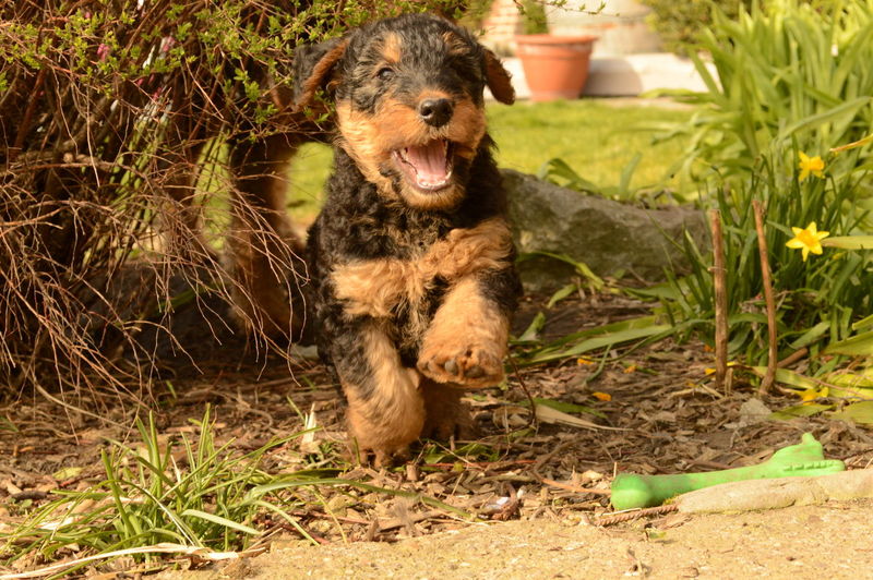 Airedale terrier puppy running at back yard