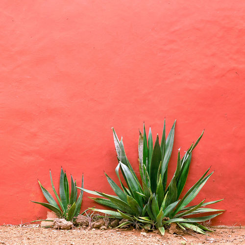 Plants on pink concept. aloe on pink wall. minimal art