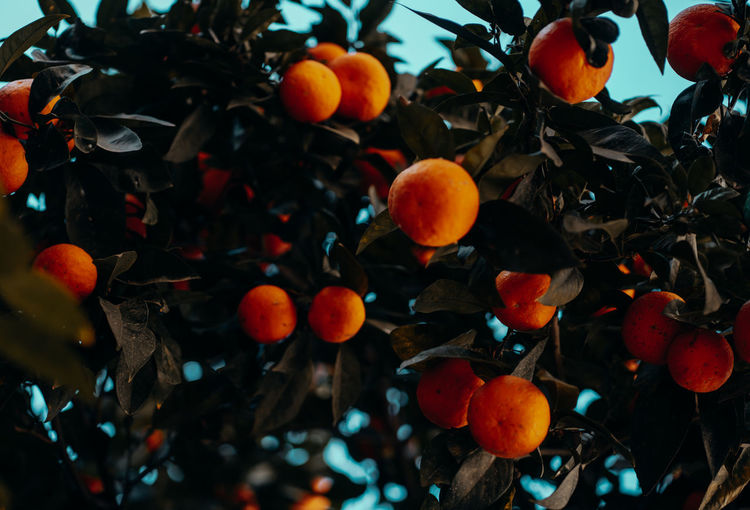 Close-up of oranges growing on tree