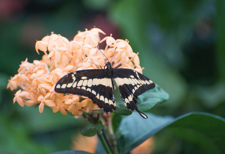 Close-up of butterfly pollinating on flower