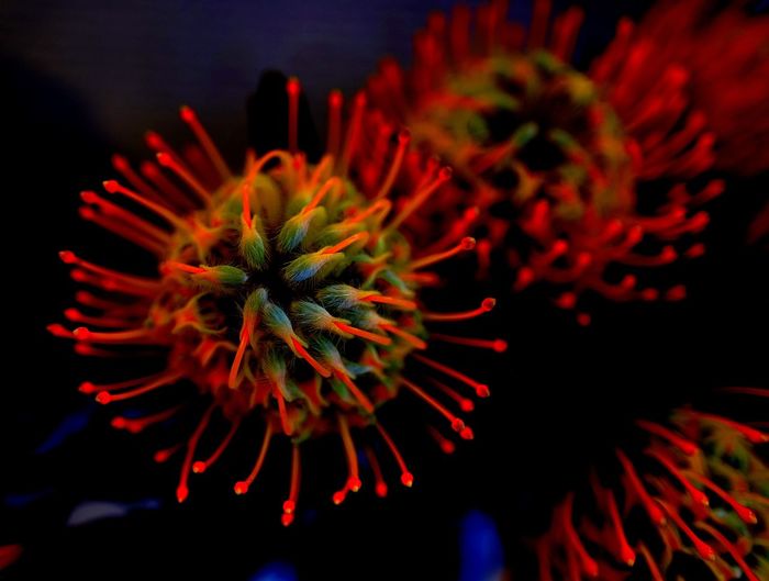 Close-up of red flower at night