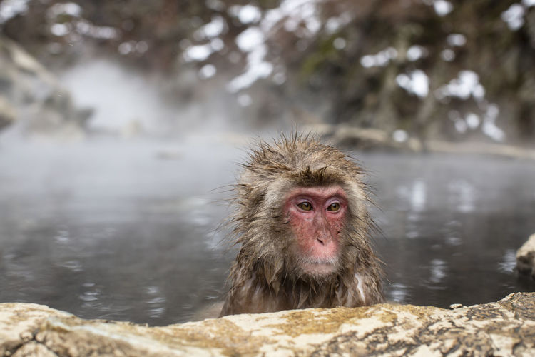Portrait of monkey in the lake