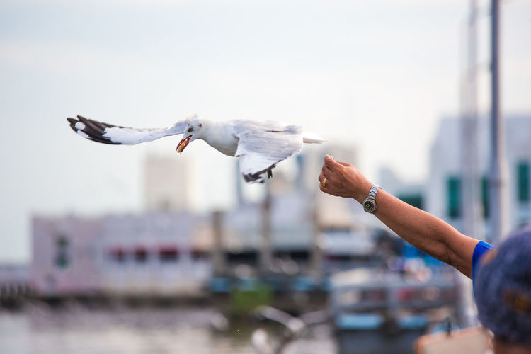 Cropped hand of person feeding seagull against sky