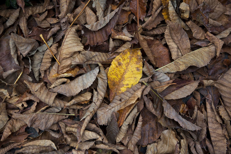 Full frame shot of fallen leaves on field during autumn