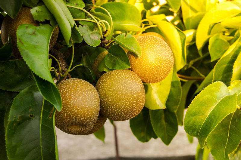 Close-up of fruits growing on plant