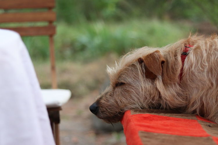 Close-up of dog on bench