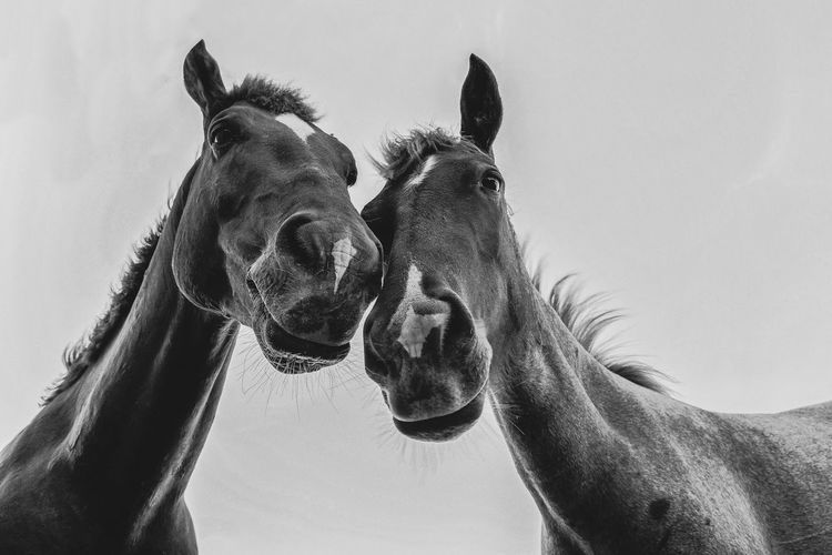Low angle view of horses against clear sky