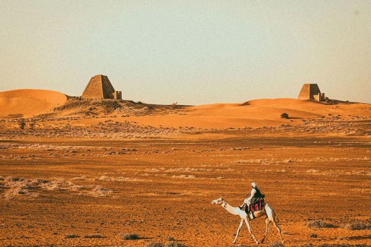 Man riding camel in desert