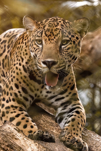 Close-up of leopard in forest