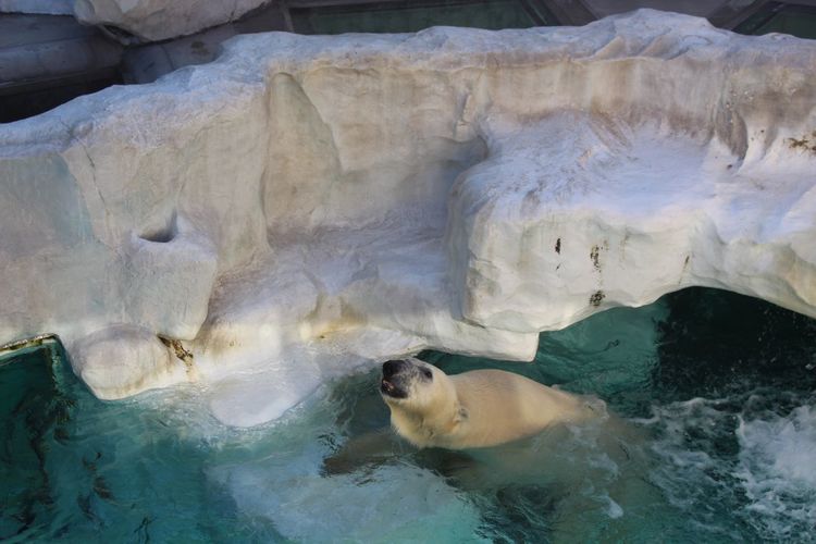 Polar bear swimming in water