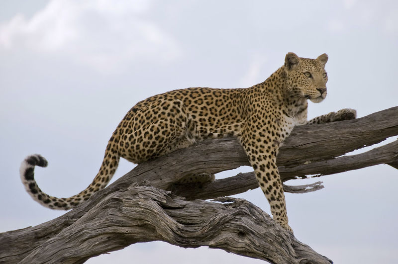 Low angle view of leopard against sky