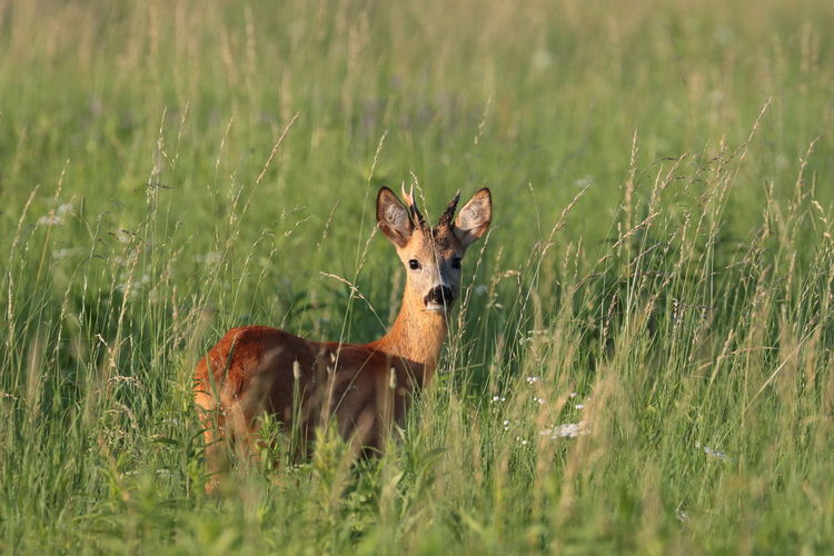 Portrait of roebuck on field