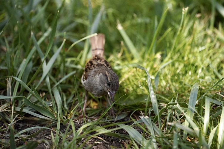 Close-up of a bird on grass