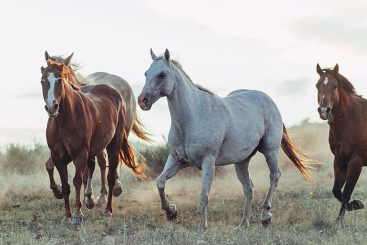 Horses in the field