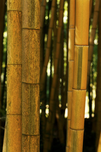 Close-up of bamboo tree trunk in the background