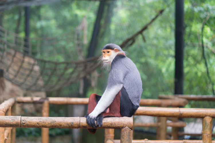 Monkey on railing in forest