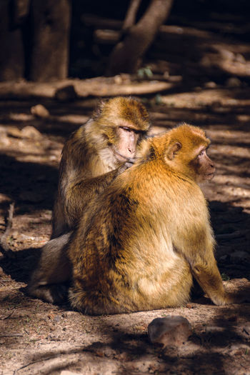 Close-up of monkeys sitting at zoo