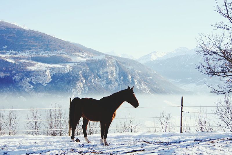 Horse standing on snowcapped mountain