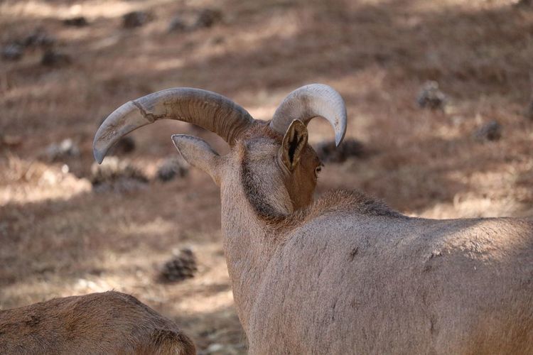 Rear view of barbary sheep standing on field