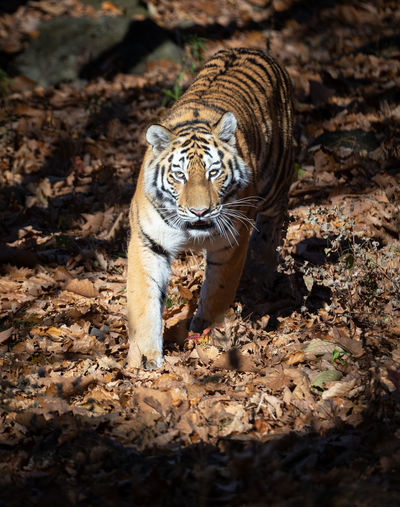 animal