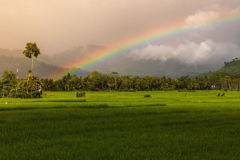 Scenic view of rainbow over field