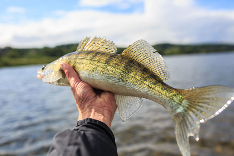 Hand holding captured walleye fish