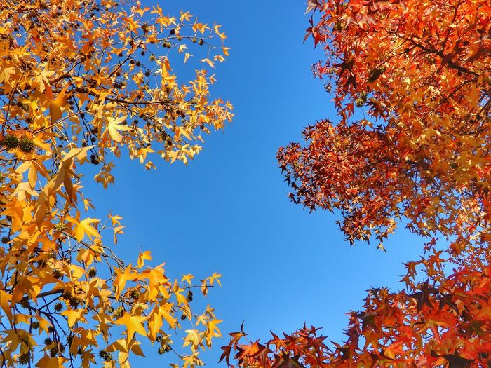 Low angle view of maple tree against sky
