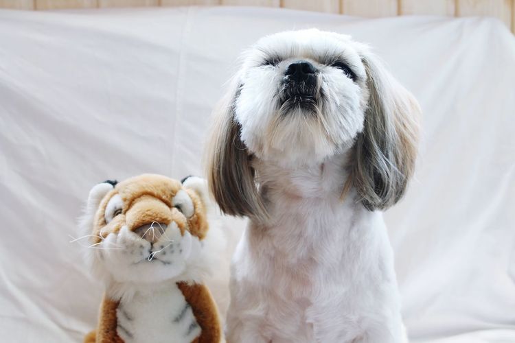 Close-up of white dog