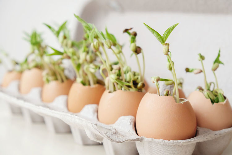 Close-up of seedlings in eggs