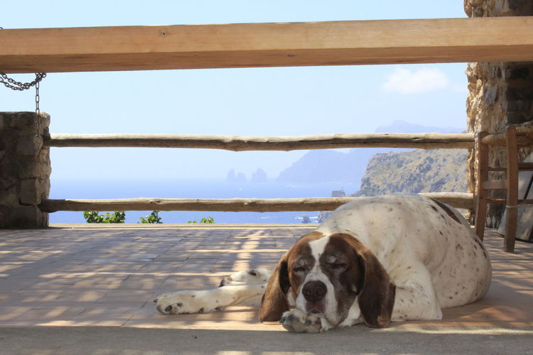 Portrait of dog lying down on railing