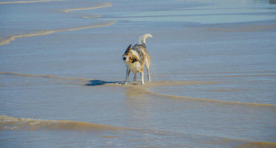 Full length of dog standing on shore at beach